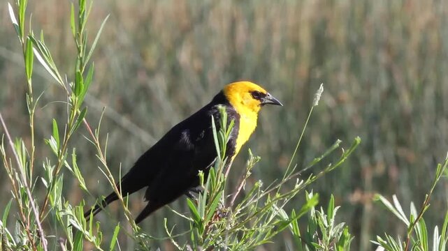 Closeup of a male Yellow-headed Blackbird 3, with sound
