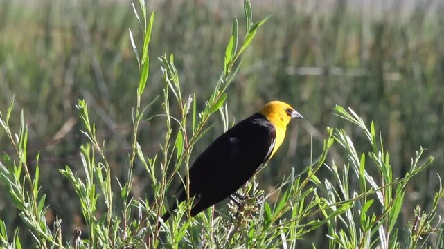 Closeup of a male Yellow-headed Blackbird 4, with sound