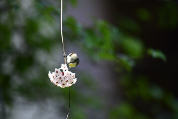 
A beautiful portrait of a Purple-rumped Sunbird gracefully clinging to a thin vine, looking up at a unique cluster of star-shaped white flowers.