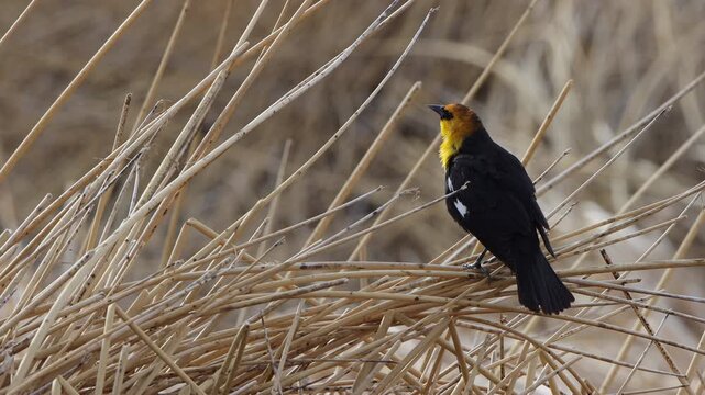 Male Yellow-headed Blackbird in a marsh in Alamosa National Wildlife Refuge in Colorado