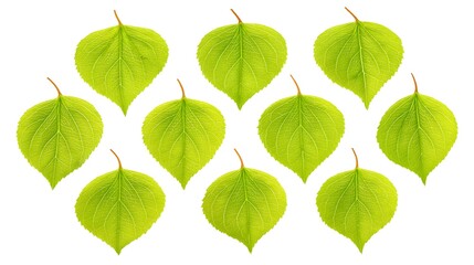 Obraz premium Fresh Green Leaves Isolated on White with Perfect for Nature, Design, and Backgrounds.