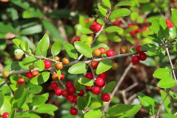 Ilex vomitoria commonly known as Yaupon Holly in Florida nature, closeup