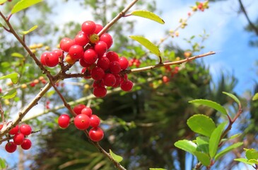 Ilex vomitoria commonly known as Yaupon Holly in Florida nature, closeup