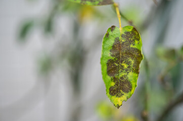 Fototapeta premium Black spot on rose leaves. Black spot is a fungal disease (Diplocarpon rosae) that affects roses.