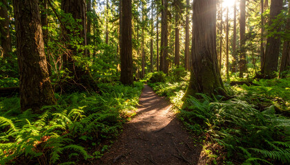 Obraz premium Sunlit Forest Path Through Dense Green Trees with Ferns and Sunlight in the Woods