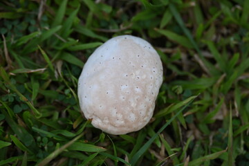 Puffballs mushroom. It is a a type of fungus featuring a ball shaped body that when mature or bursts on contact  impact, releasing a cloud of dust-like spores into the surrounding area. not edible.
