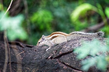 squirrel on a tree