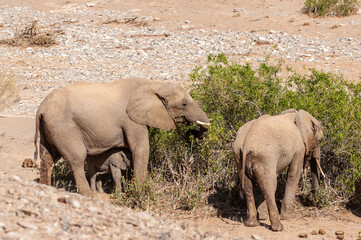 Fototapeta premium Detail of a herd of desert elephants in Northern Namibia.