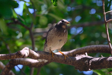 White-cheeked Starling (Spodiopsar cineraceus) Perched on Tree Branch in Tokyo, Japan