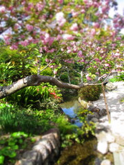 Japanese Garden with Yaezakura, Japan - Diorama Effect