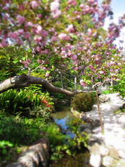 Japanese Garden with Yaezakura, Japan - Diorama Effect