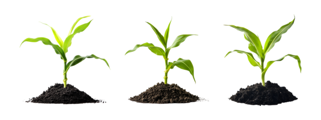 Set of Young corn plant sprout isolated on transparent background, cut out