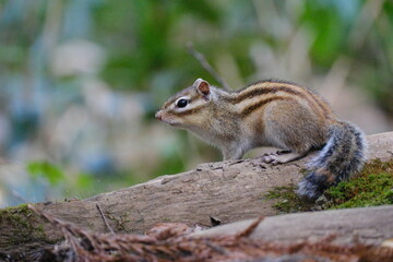 Siberian Chipmunk (Tamias sibiricus) Climbing Tree Branch in Sapporo, Hokkaido, Japan