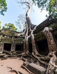 Fototapeta premium Ancient stone ruins overgrown by massive tree roots, low angle view
