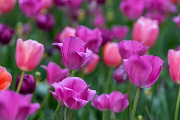 Obraz premium Pink and purple tulips