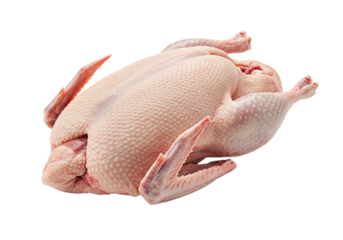 Fresh raw whole duck isolated on transparent background