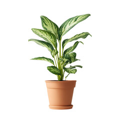 Potted Plant Clipart PNG with transparent background for stylish interior designs