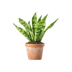Obraz premium A vibrant snake plant showcasing its lush foliage and unique leaf patterns