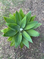 Planta hermosa desde arriba