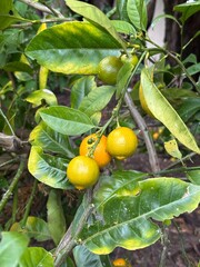 Arbol de naranjas pequeñas maduras
