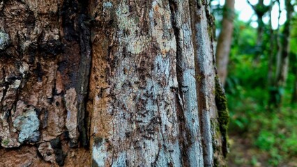 Fototapeta premium tree bark texture