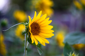 Wild flower on beautiful spring evening