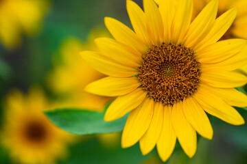 Obraz premium Wild flower on beautiful spring evening