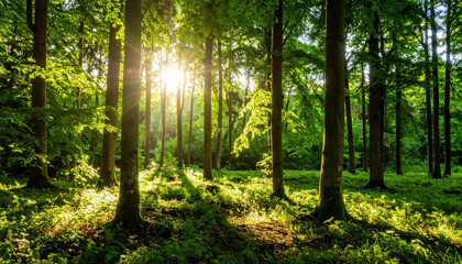 Obraz premium Lush green forest illuminated by sunlight filtering through tall trees, creating peaceful and vibrant natural scene with bright foliage and serene atmosphere