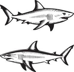 Obraz premium Detailed black and white illustration of a shark swimming