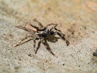 Small black and white spider close-up on concrete