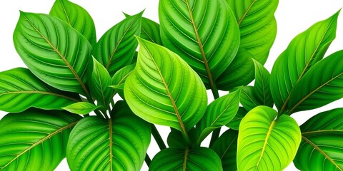 Lush tropical aralia leaves, vibrant green, isolated on pure white background,   image,  jungle
