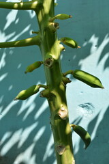 Close-up of young green papaya fruit growing on tree trunk with blue wall background, tropical plant detail