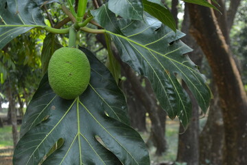 A vibrant green, young breadfruit hanging from a branch, surrounded by its large, lobed leaves with a blurred, natural background