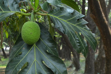 A vibrant green, young breadfruit hanging from a branch, surrounded by its large, lobed leaves with a blurred, natural background