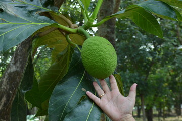 A vibrant green, young breadfruit hanging from a branch, surrounded by its large, lobed leaves with a blurred, natural background