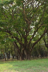 A tranquil scene in a park with several large trees and a grassy field, under a canopy of lush green leaves