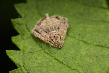 A small spider perched motionless on a leaf, conveying a sense of calm, mystery, and delicate detail of the insect world. The image reflects the beauty and complexity of small animal life.