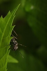 Macro photograph of a black ant perched on a leaf. This behavior is typical for ants as they forage or explore their environment. Suitable for scientific, nature, and illustrative purposes.