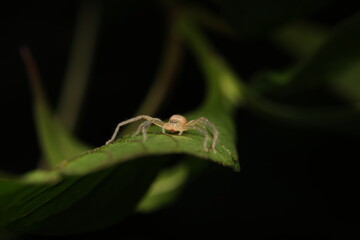 Macro photograph of a crab spider perched on a leaf. This behavior is typical for many spider...