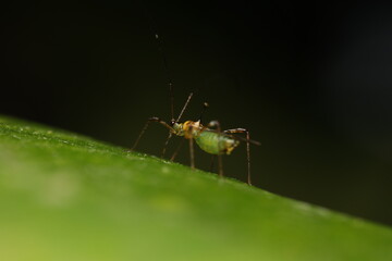 Macro photograph of rose aphids , sap-sucking insects, on young shoots and leaves of rose plants. Rose aphids often cluster in colonies and can damage plant growth, reduce flower quality, 