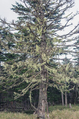 日本：サルオガセ（Usnea）／針葉樹の枝から垂れ下がる糸状の地衣類／北八ヶ岳・8月