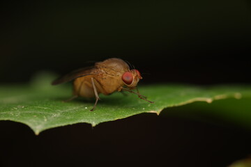 Macro photograph of a fruit fly perched on a leaf. This behavior is typical for fruit flies as they search for food or rest. Suitable for scientific, biological study, and nature illustration purposes