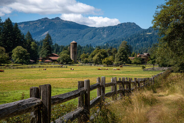 Dairy farm landscape with cows grazing near wooden fence