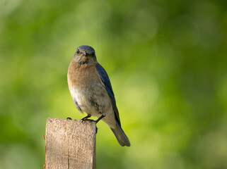 Adult Female Eastern Bluebird Perched on a Post and Looking at the Camera