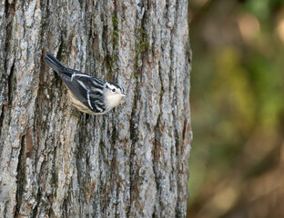 Adult Female Black and White Warbler on a Tree Trunk Looking at the Camera