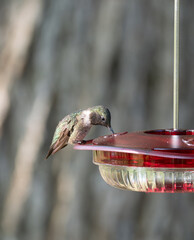 Adult Male Ruby-Throated Hummingbird Drinking Nectar from a Hummingbird Feeder