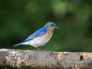 Close Up of an Adult Male Eastern Bluebird Perched on a Log