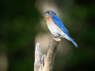 Close Up of an Adult Male Eastern Bluebird Perched on a Dead Tree Branch