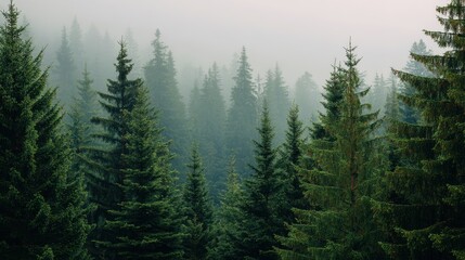 Misty evergreen forest shrouded in fog for wellness branding, meditation background, eco-friendly campaigns and outdoor adventure websites

