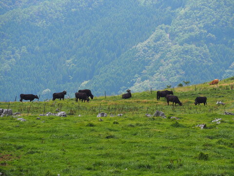 四国カルスト 牛 姫鶴平-shikoku karst / cattle-	

